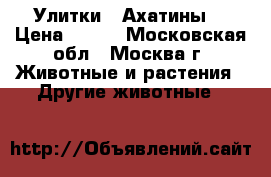 Улитки   Ахатины  › Цена ­ 100 - Московская обл., Москва г. Животные и растения » Другие животные   